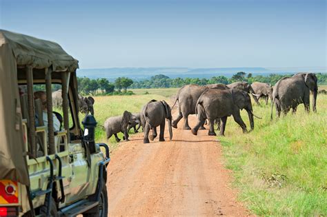 african safari porn